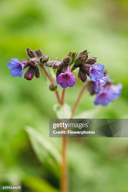 Lungwort, Pulmonaria angustifolia 'Mawson's Blue'.