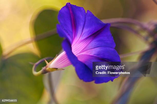 Purple morning glory, Ipomoea purpurea 'Feringa', One flower from side showing the purple blue trumpet with mauve throat.