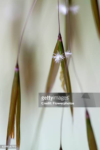 Golden oats, Stipa gigantea, Very close view of a few individual spikelets hanging with the tiny star like stamen protruding outside the sepals to be...