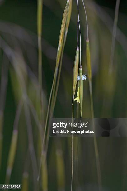 Golden oats, Stipa gigantea, Very close view of one individual spikelets hanging with the tiny star like stamen protruding outside the sepals to be...