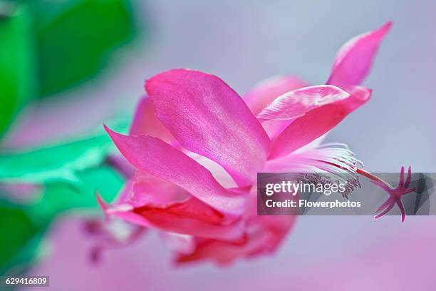 Christmas cactus, Schlumbergera x bridgesii, Close view of one bright pink flower with swept back petals, white stamens and unusual star shaped pink...