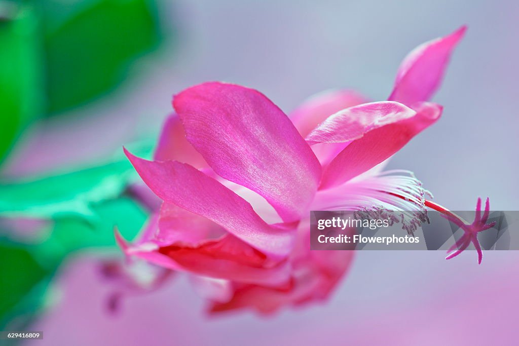 Christmas cactus.