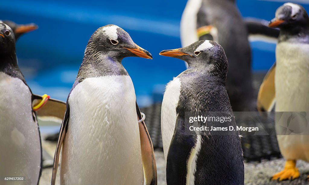 Sydney Aquarium Penguin Experience Launch