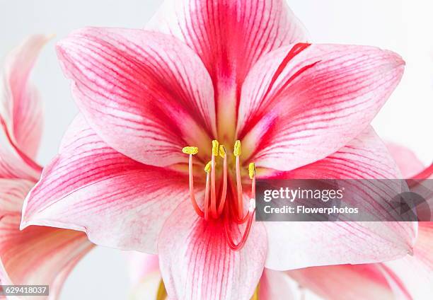 Amaryllis, Hippeastrum 'Gervase', Close view of one stem with striped flowers, deep magenta petals and white highlights, Long curled stamen and...