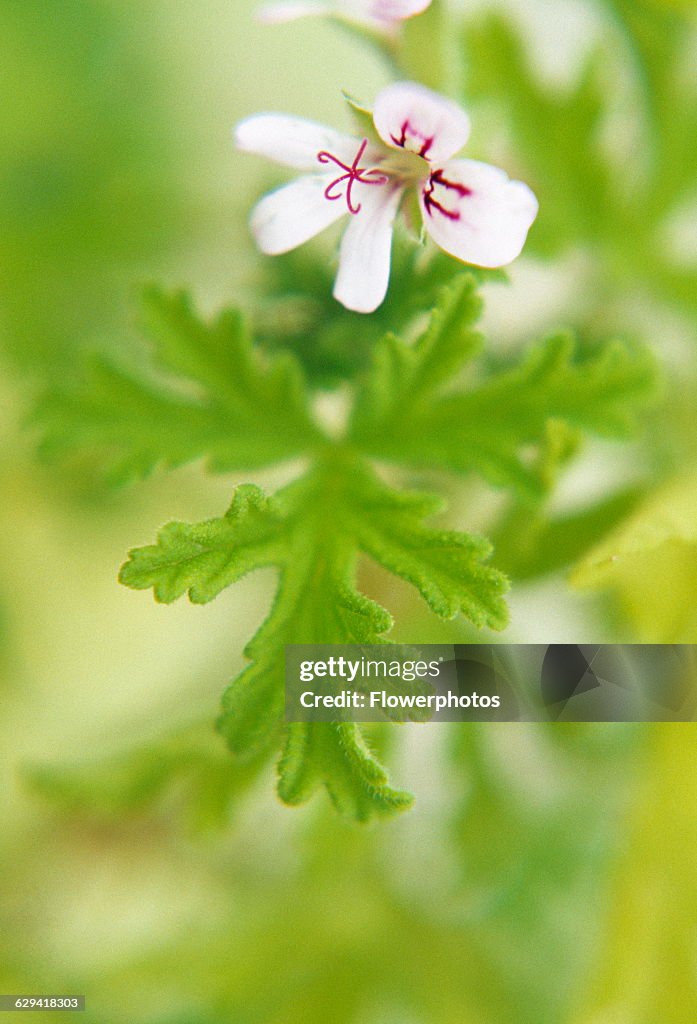 Scented geranium / Pelargonium.