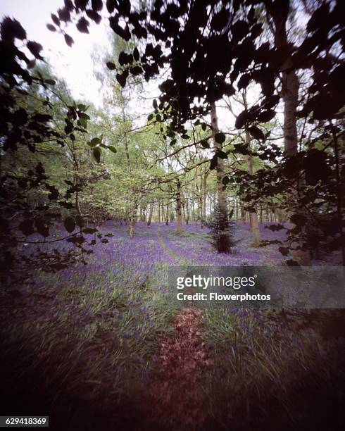 Bluebell wood, Hyacinthoides, variety not idetified.