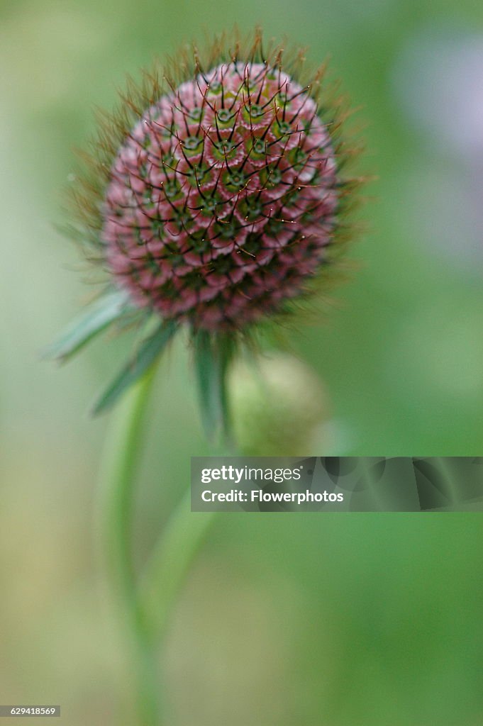 Scabious.