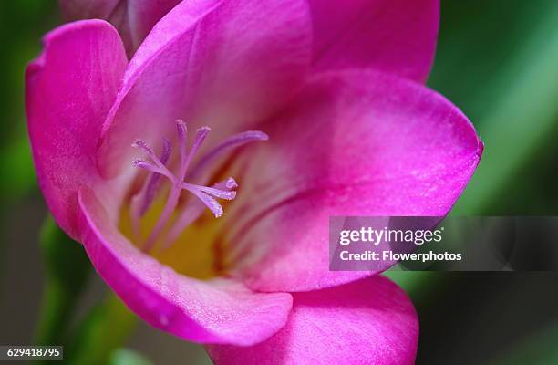 Freesia, Freesia cultivar.