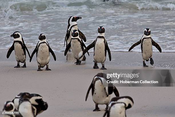 The African penguin , also known as the jackass penguin and black-footed penguin is a species of penguin, confined to southern African waters....