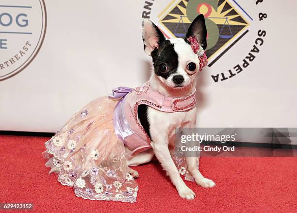 Dog attends 'Bash for the Bulldogs', Long Island Bulldog Rescue's 2016 Holiday Fundraising Gala at The London Hotel on December 12, 2016 in New York...