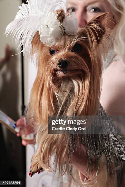 Dog attends 'Bash for the Bulldogs', Long Island Bulldog Rescue's 2016 Holiday Fundraising Gala at The London Hotel on December 12, 2016 in New York...