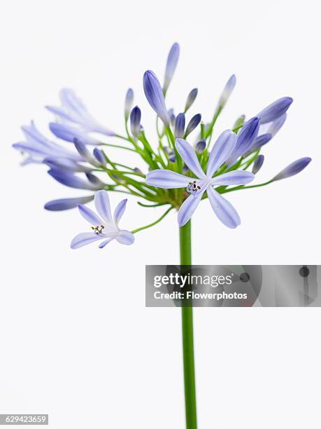 Agapanthus, Agapanthus 'Blue Horizon'.