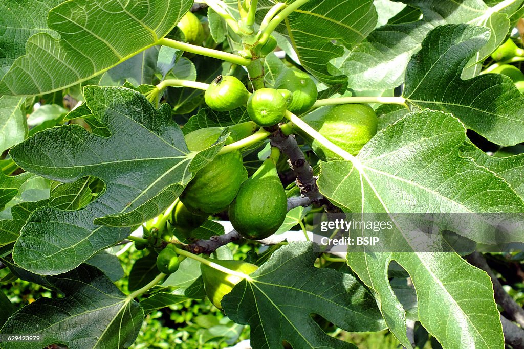 Common fig tree