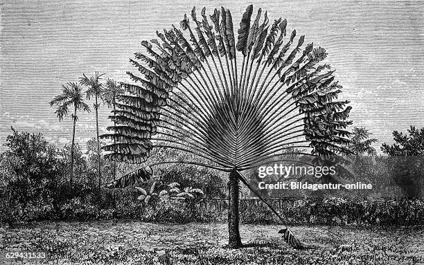 The famous ravenala madagascariensis, tree of travelling people, historical image 1886