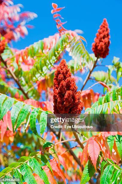 Sumac Tree In Autumn Red Sumac Leaves Photos and Premium High Res Pictures - Getty Images