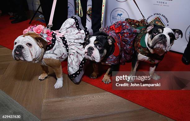 Dogs Named Lilly Rose , Simi and Sammy attend 2016 Bash for the Bulldogs Long Island Bulldog Rescue Holiday Fundraising Gala at The London Hotel on...