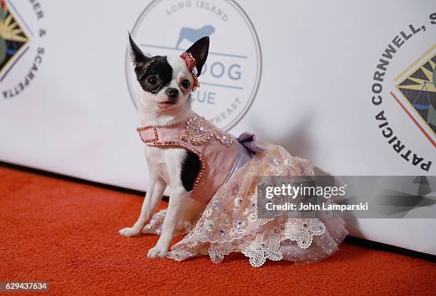 Dog named April Moon attends 2016 Bash for the Bulldogs Long Island Bulldog Rescue Holiday Fundraising Gala at The London Hotel on December 12, 2016...