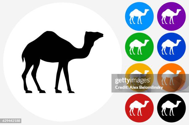 camel icon on flat color circle buttons - camel stock illustrations