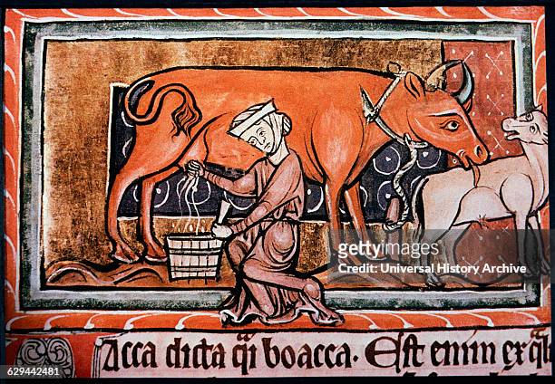 Peasant Woman Milking a Cow, England, Illustration, 13th Century.