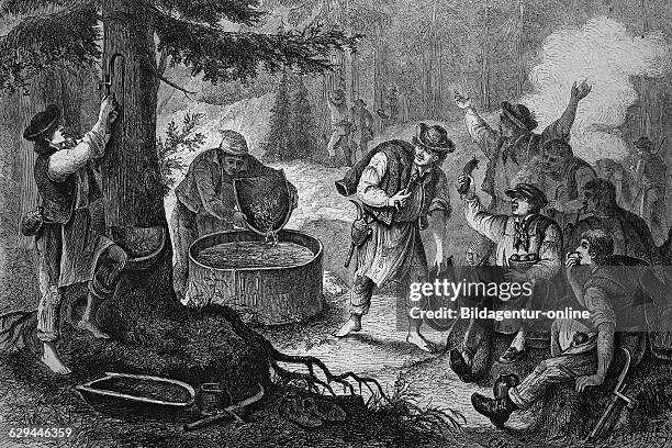 Pitchers boiling pitch from tree resin in vogtland, historical engraving, circa 1870