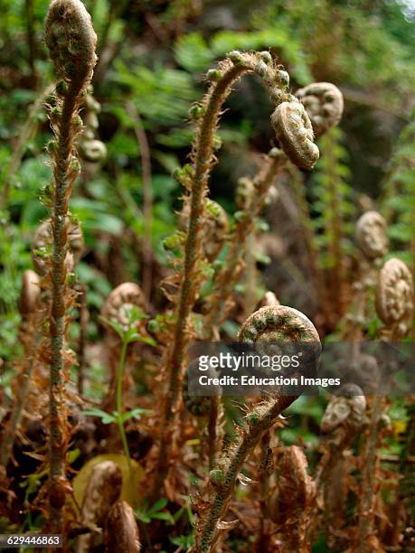 Curled young fern fronds know as Fiddleheads, UK.