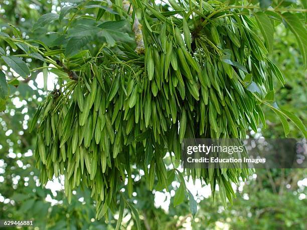 Common Ash seed pods, Wiltshire, UK.