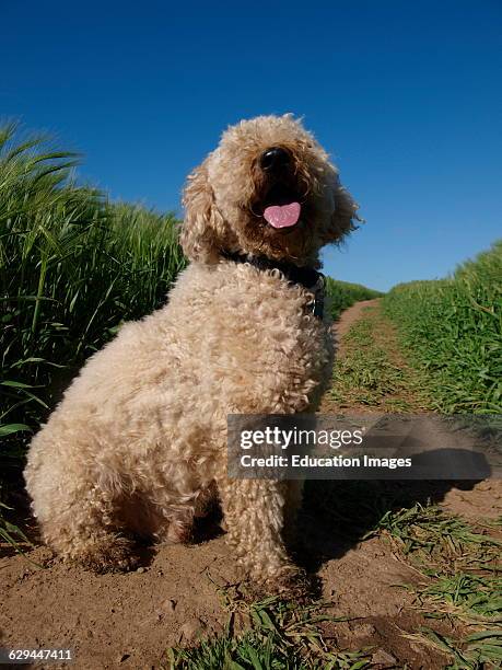 Labra doodle dog with tongue hanging out, UK.