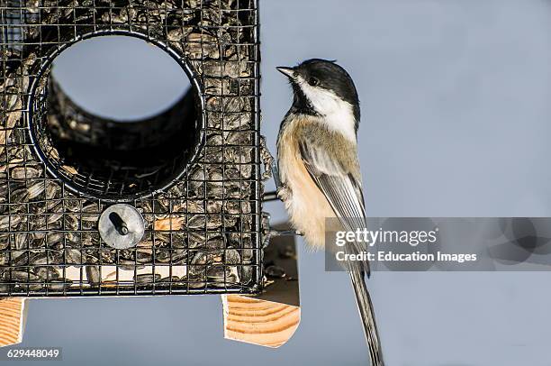 Vadnais Heights, Minnesota. Black-capped Chickadee, Poecile atricapillus on bird feeder.