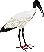 vector Wood stork (Mycteria americana)