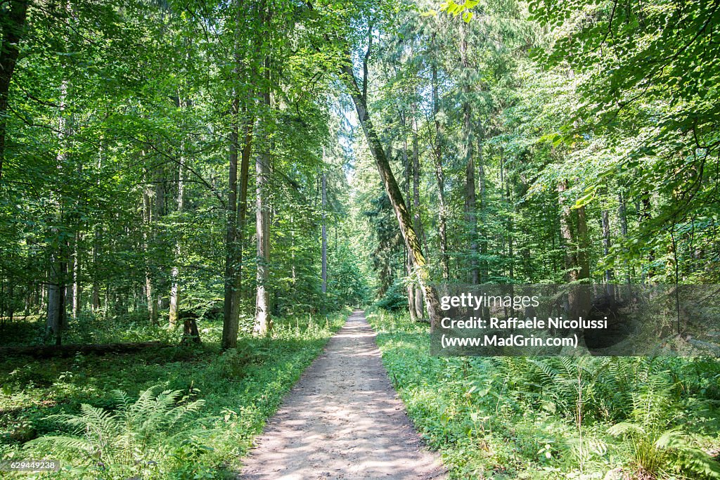 Bialowieza National Park