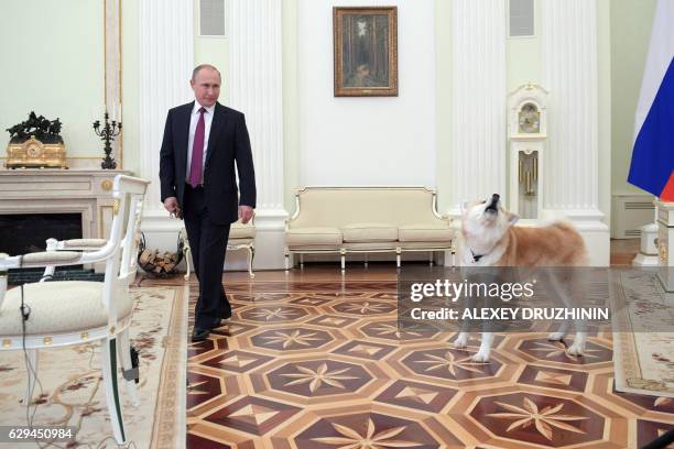 Picture taken on December 7, 2016 shows Russian President Vladimir Putin as he arrives with his Yume, an Akita dog, prior to an interview by Nippon...