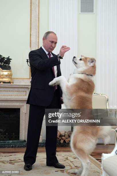 Picture taken on December 7, 2016 shows Russian President Vladimir Putin as he plays with his Yume, an Akita dog, prior to an interview by Nippon...