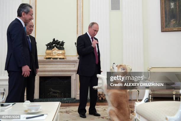 Picture taken on December 7, 2016 shows Russian President Vladimir Putin as he plays with his Yume, an Akita dog prior to an interview with Nippon...
