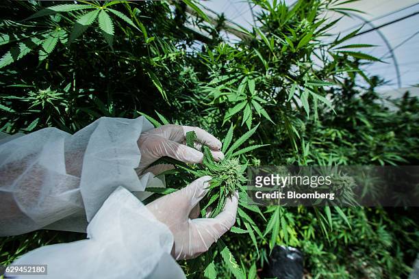 An employee inspects growing cannabis plants in a greenhouse operated by Breath of Life , in Kfar Pines, Israel, on Wednesday, Sept. 21, 2016. Breath...