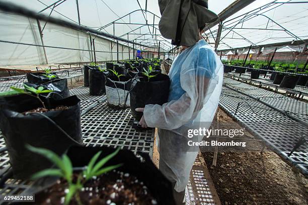 An employee places pots of young cannabis plants in a greenhouse operated by Breath of Life , in Kfar Pines, Israel, on Wednesday, Sept. 21, 2016....