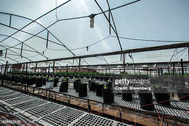 Young cannabis plants from the species 'Inbar', the Hebrew name, grow in a greenhouse operated by Breath of Life , in Kfar Pines, Israel, on...