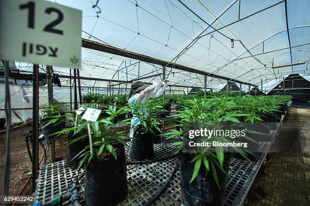 An employee inspects growing cannabis plants in a greenhouse operated by Breath of Life , in Kfar Pines, Israel, on Wednesday, Sept. 21, 2016. Breath...