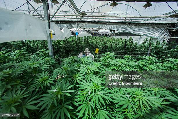 An employee inspects growing cannabis plants in a greenhouse operated by Breath of Life , in Kfar Pines, Israel, on Wednesday, Sept. 21, 2016. Breath...