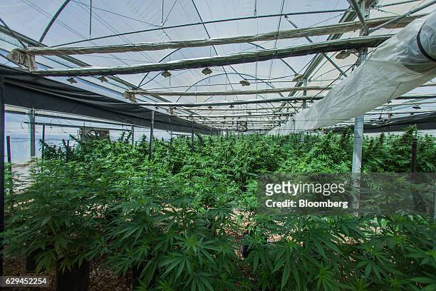 Cannabis plants grow in a greenhouse operated by Breath of Life , in Kfar Pines, Israel, on Wednesday, Sept. 21, 2016. Breath of Life is one of eight...
