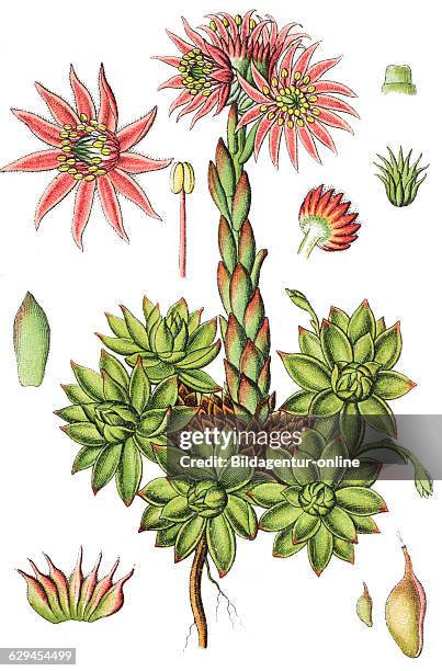 Sempervivum montanum, mountain houseleek, medicinal plant