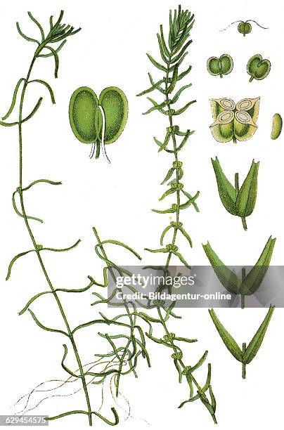 Callitriche hamulata , intermediate water starwort, right: callitriche hermaphroditica, autumn water starwort