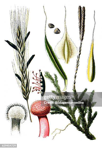 Claviceps purpures. Right: wolf's-foot clubmoss, stag's-horn clubmoss, or ground pine, lycopodium clavatum
