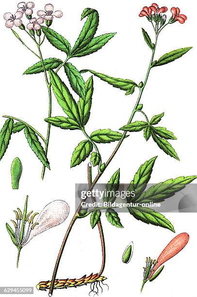 Cardamine heptaphylla, pinnate coralroot. Right: cardamine bulbifera, coralroot