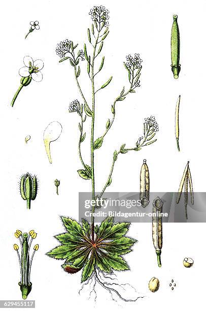 Mouse Ear Cress Or Arabidopsis Photos And Premium High Res Pictures mouse-ear-cress-or-arabidopsis-photos-and-premium-high-res-pictures