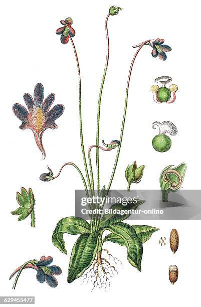 Pinguicula vulgaris, the common butterwort
