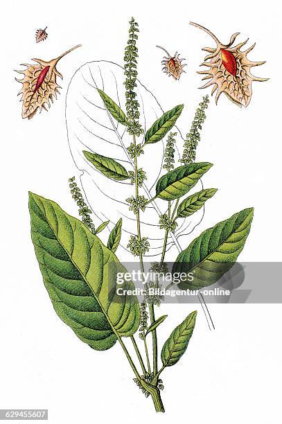 Broad-leaved dock, bitter dock, bluntleaf dock, dock leaf or butter dock, rumex obtusifolius