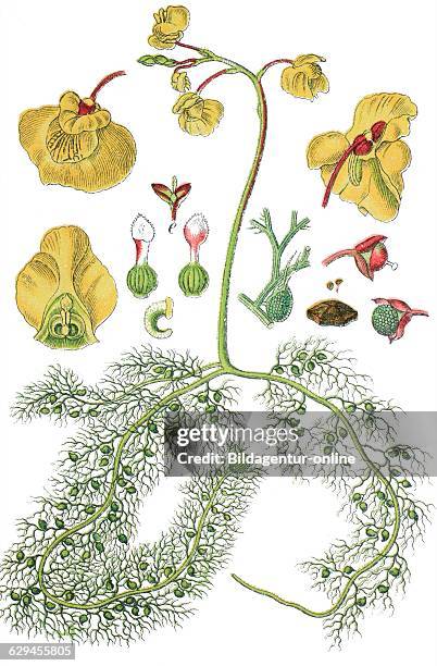 Common bladderwort, utricularia vulgaris