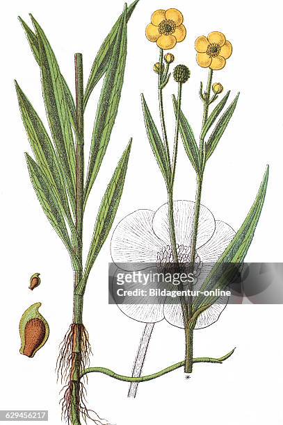Greater spearwort, ranunculus lingua