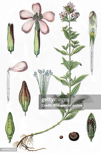 Common soapwort, bouncing-bet, crow soap, wild sweet william, and soapweed, silene saponaria, saponaria officinalis