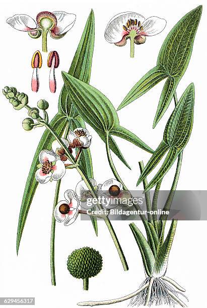 Sagittaria sagittifolia, arrowhead, katniss